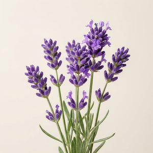 Lavendel