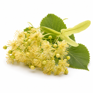 Lindenblüte