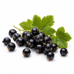 Schwarze Johannisbeere