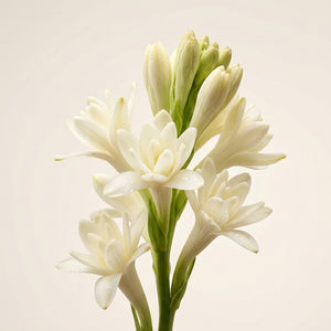 Tuberose