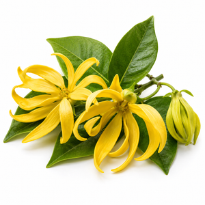Ylang-Ylang
